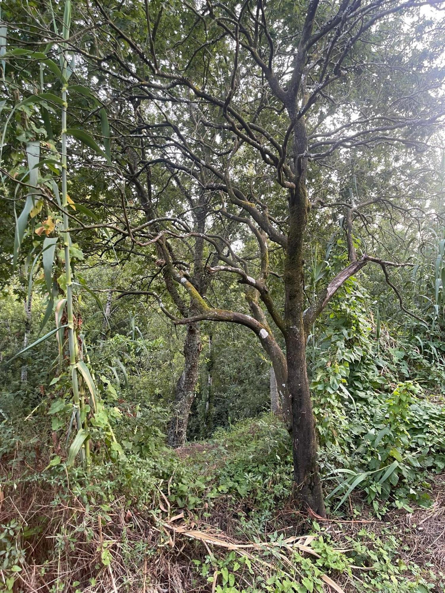 Nascente, Place In Nature Next To A Waterfall Holiday home *