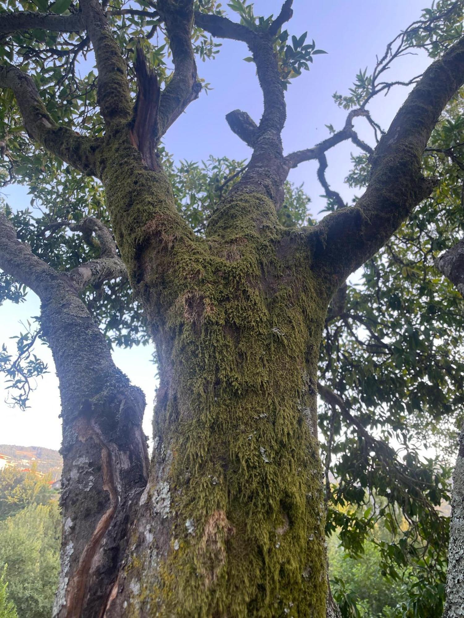 Nascente, Place In Nature Next To A Waterfall Holiday home Loureiro (Porto)