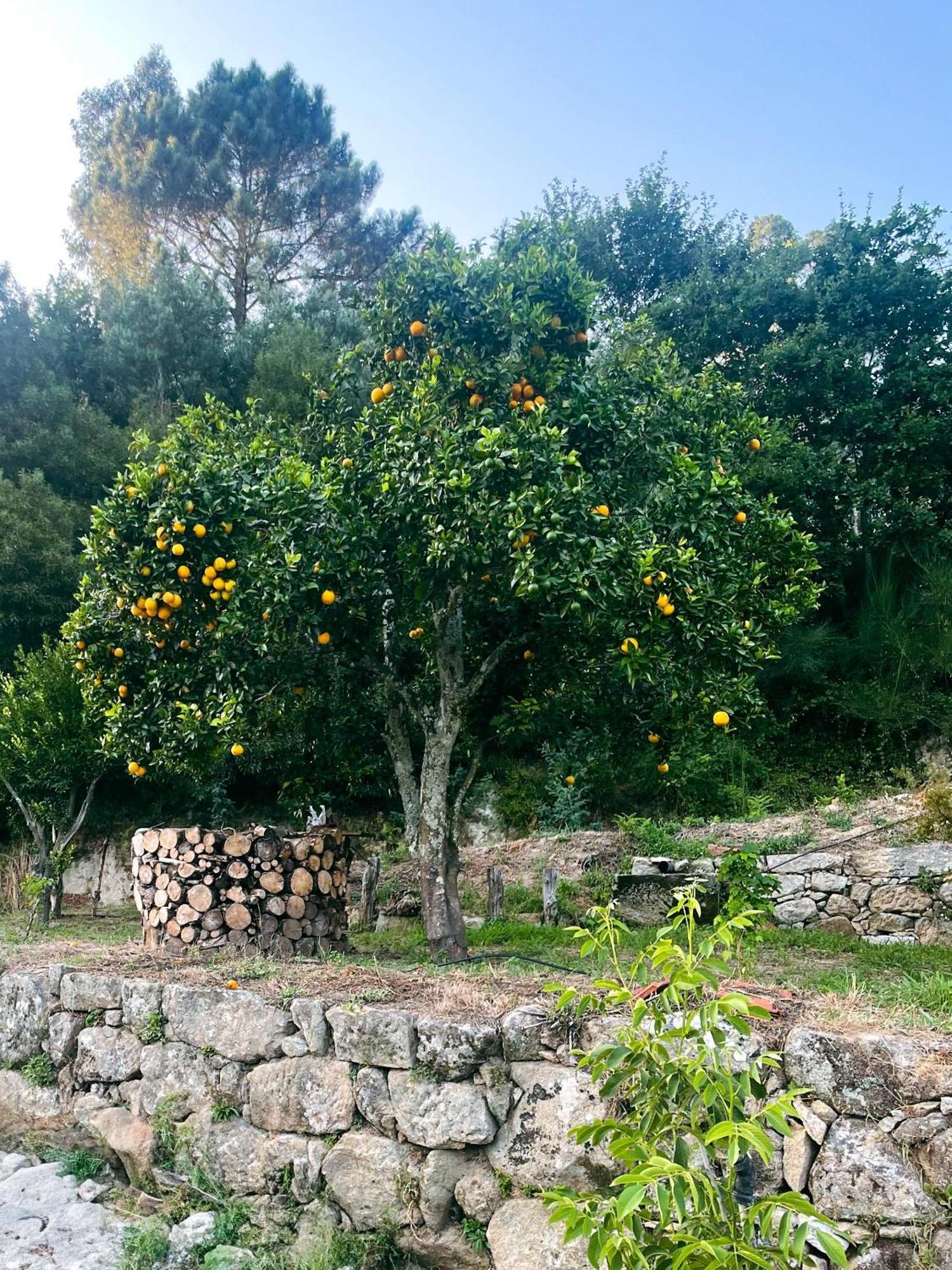 Nascente, Place In Nature Next To A Waterfall Loureiro (Porto)
